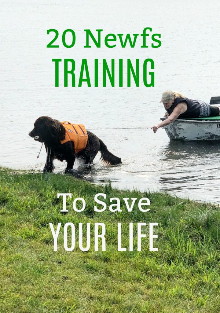 newfoundland dog pulling a boat to land