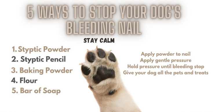 5 ways to stop your dog's bleeding nail