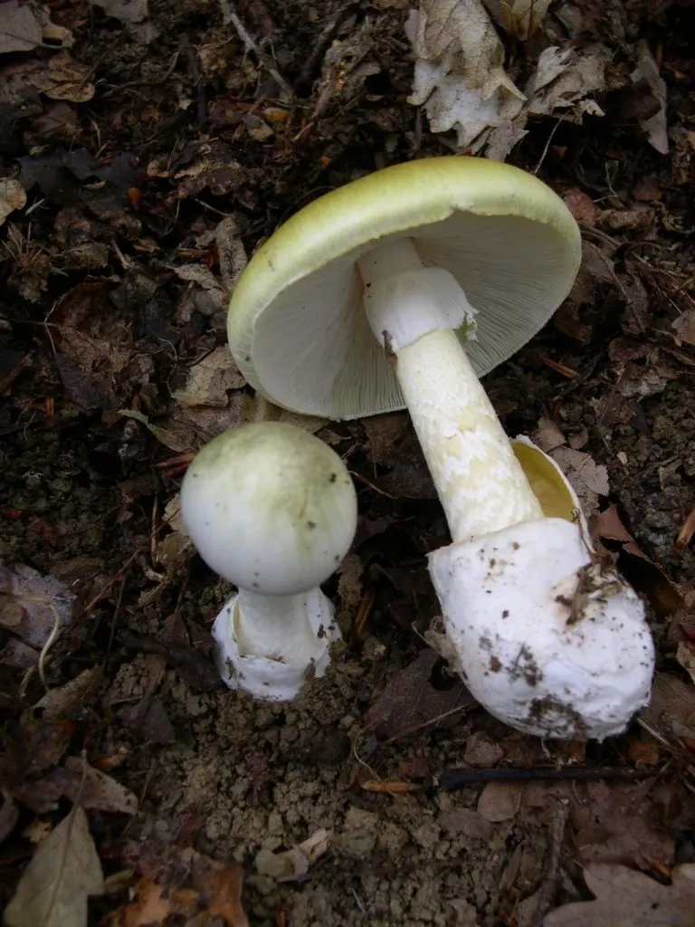 Death Cap Mushroom