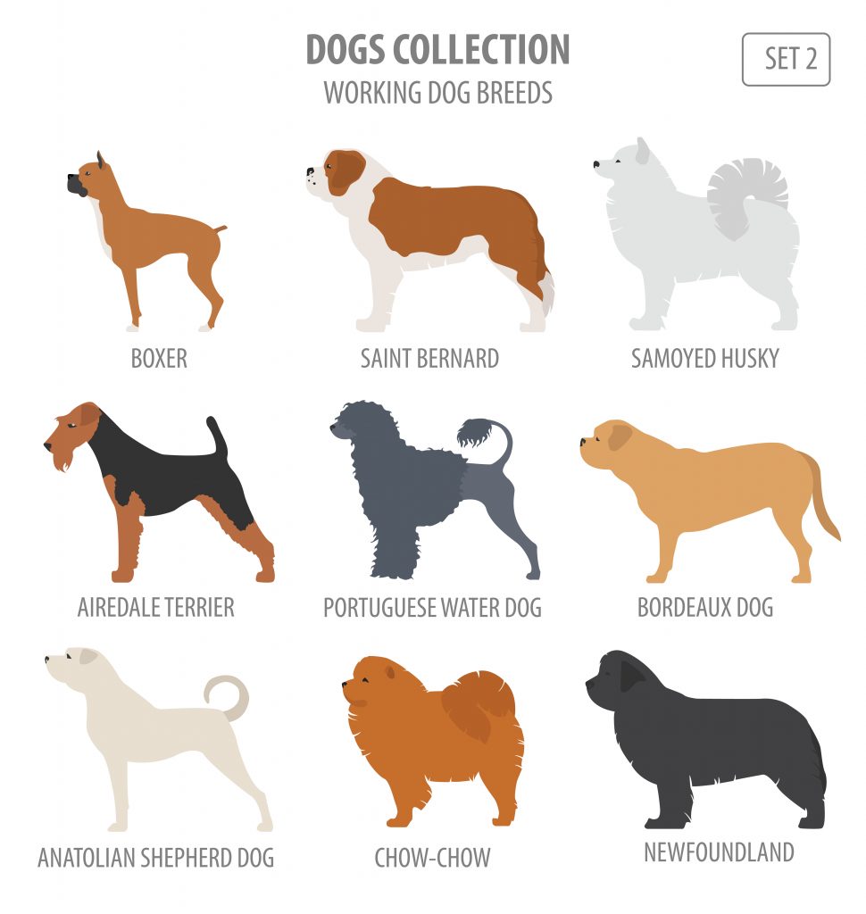 working breed dog chart