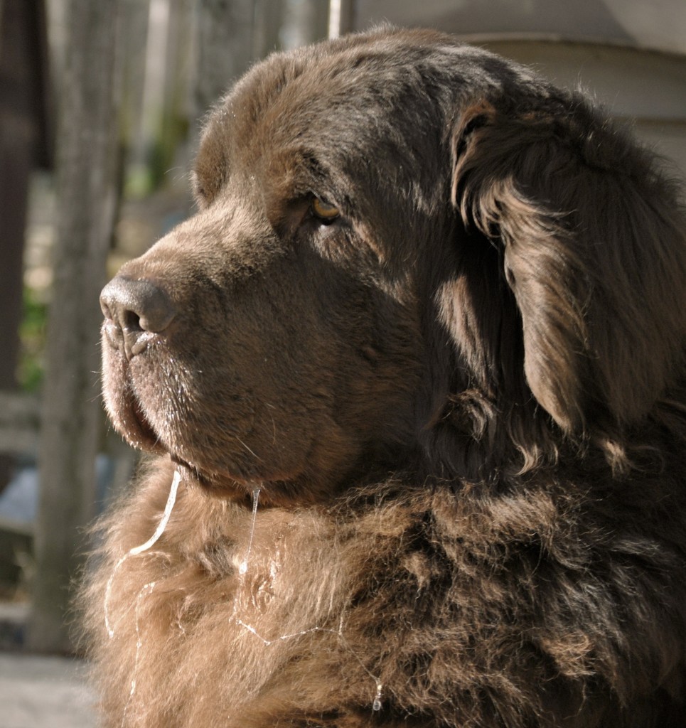 Dog Slobber and Dog Drool. What's The Difference?