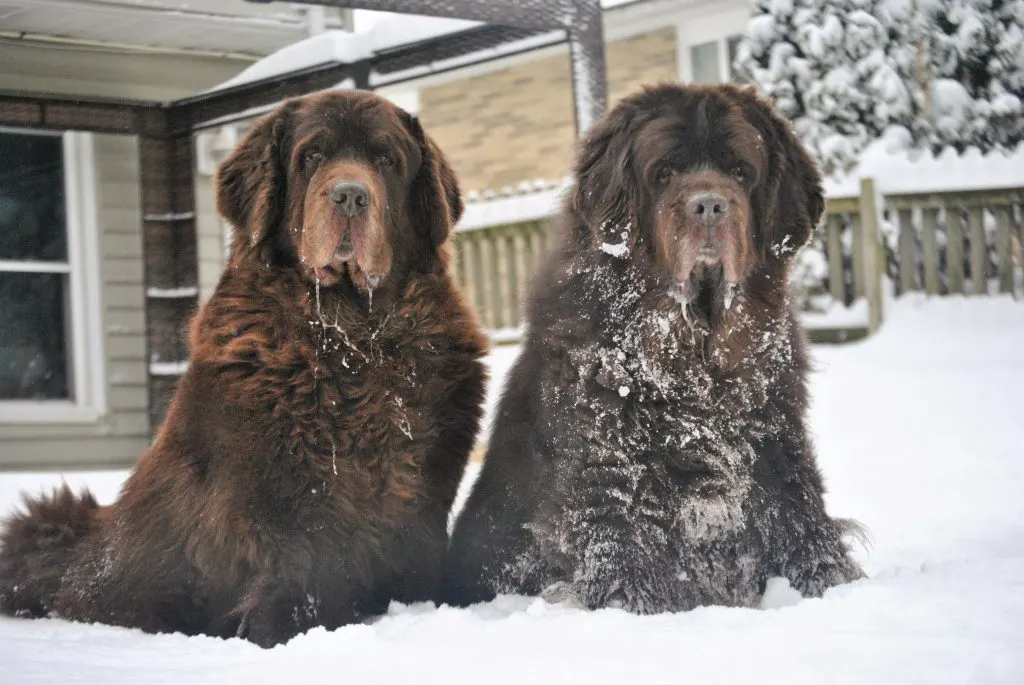 So You Think You Want A Newfoundland. Here's 9 Things You Should Know