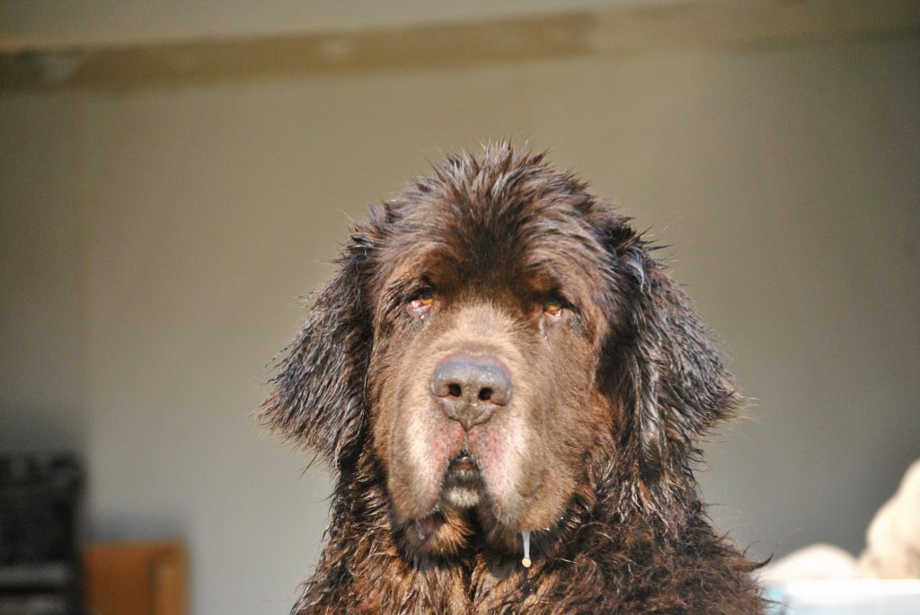 So You Think You Want A Newfoundland. Here's 9 Things You Should Know