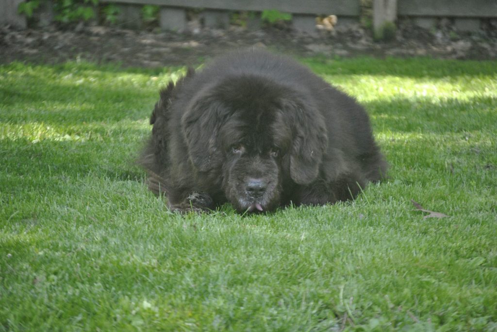 does eating grass make a dog sick