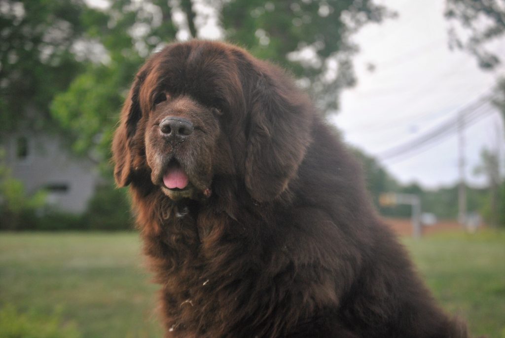 How Much Does A Newfoundland Dog Cost?