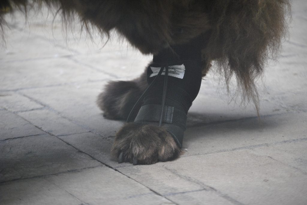 No-Knuckle Training Sock for dogs that knuckle when they walk. 