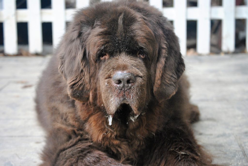 So You Think You Want A Newfoundland. Here's 9 Things You Should Know