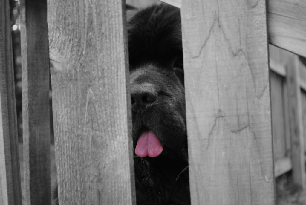 10 Common Behavior Issues Seen In The Newfoundland Dog