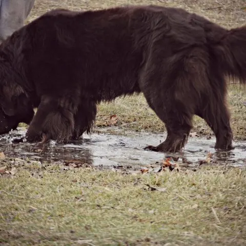 muddy dog yard