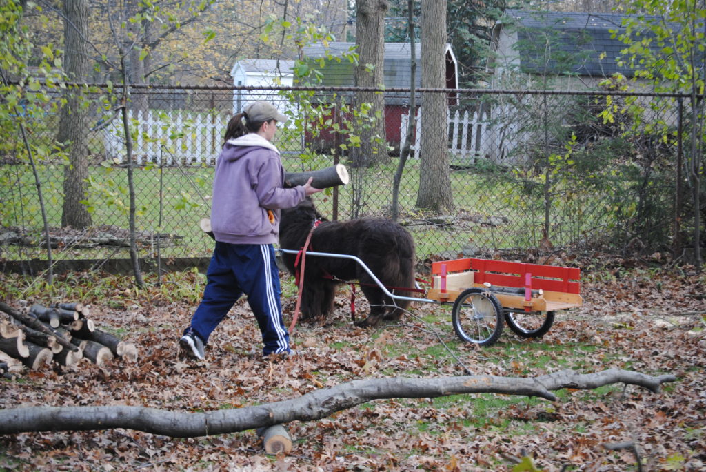 Carting, also referred to as drafting is an activity that involves a dog pulling a cart or wagon. The sport of drafting or carting can be done by most any dog but dogs that are commonly part of the working breed class are most often known for doing this. These breeds include the Newfoundland, Bernese Mountain Dog, Great Swiss Mountain Dog, Leonberger and the Saint Bernard.