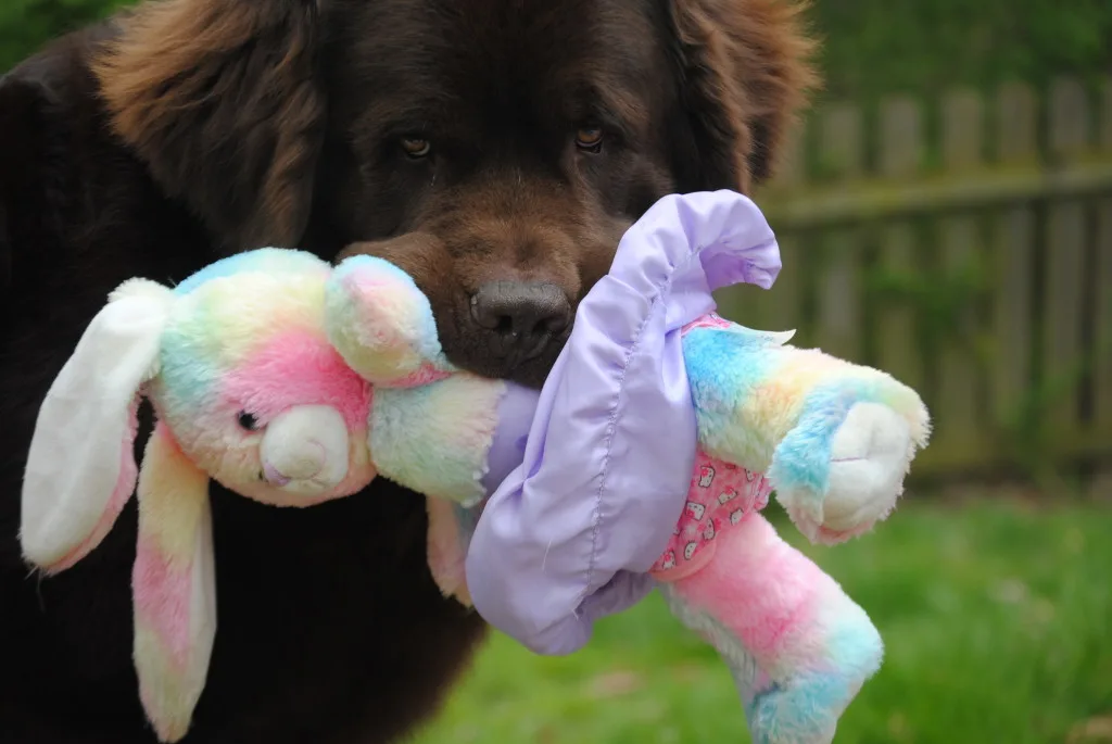 10 Common Behavior Issues Seen With The Newfoundland Dog