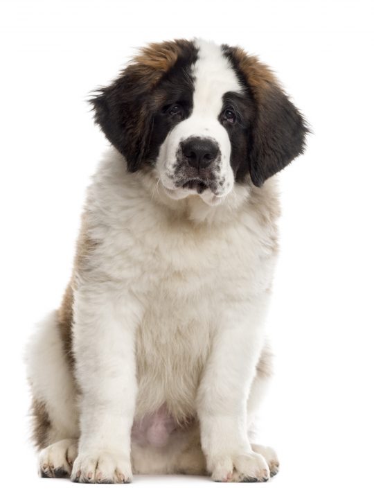 do saint Bernards shed 