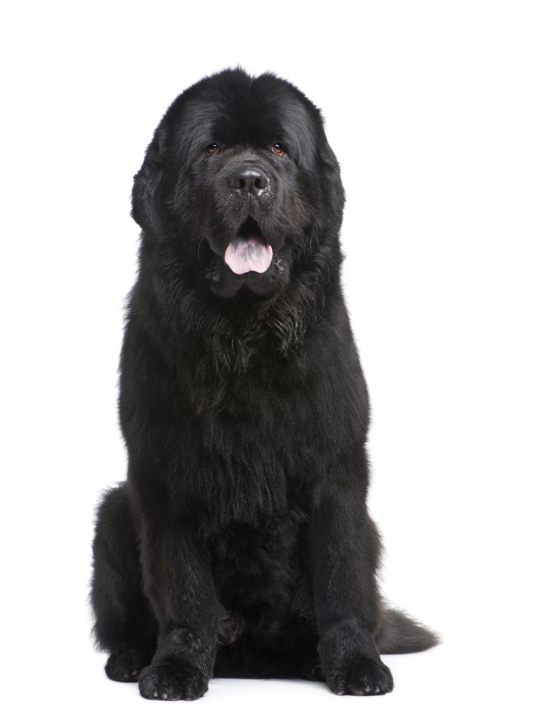 how much do newfoundlands weigh