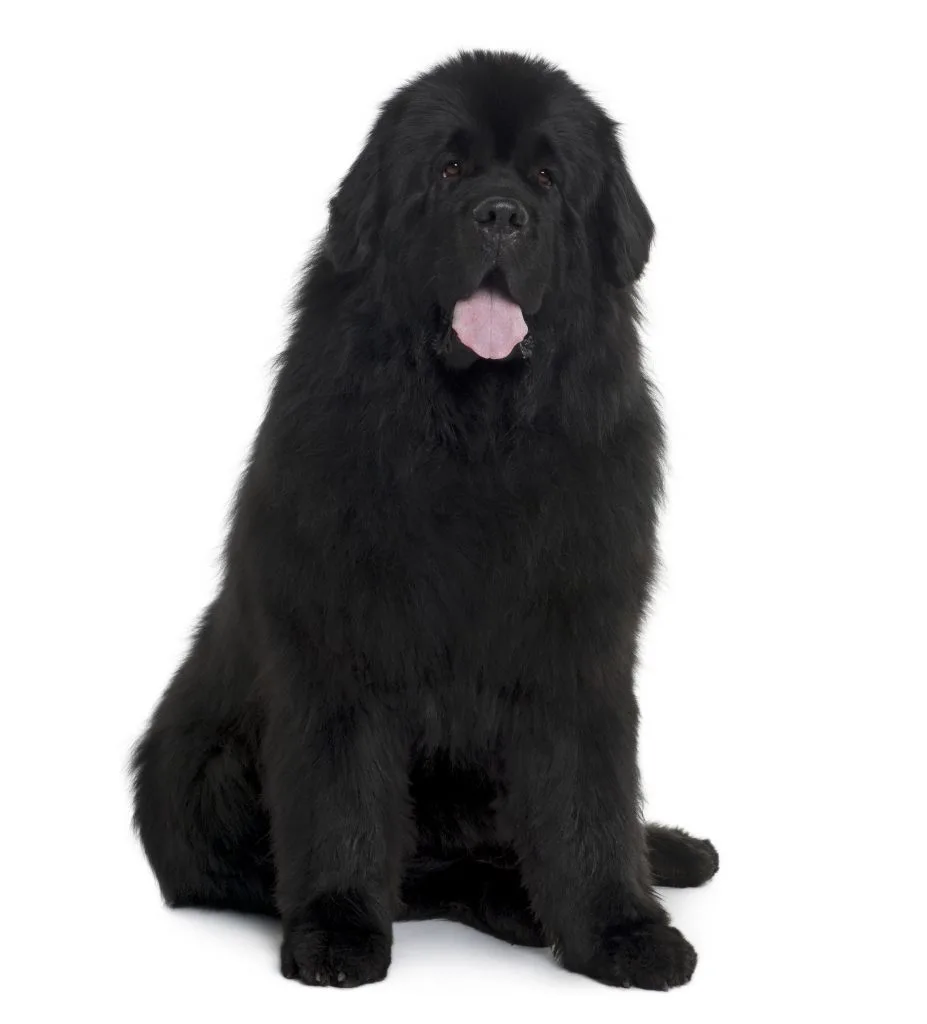 black newfoundland dog