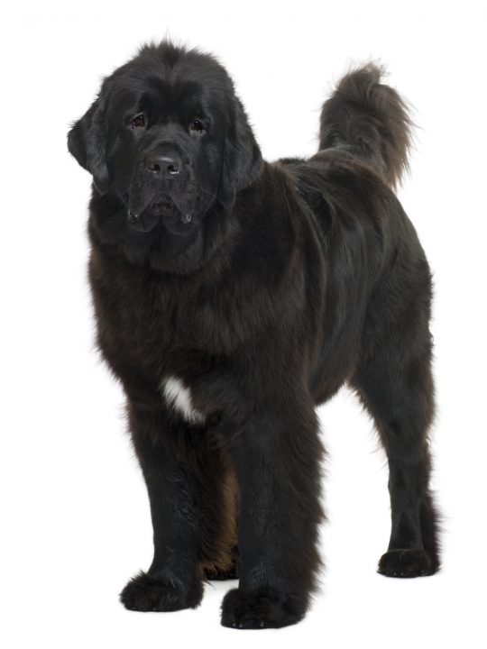 fat newfoundland