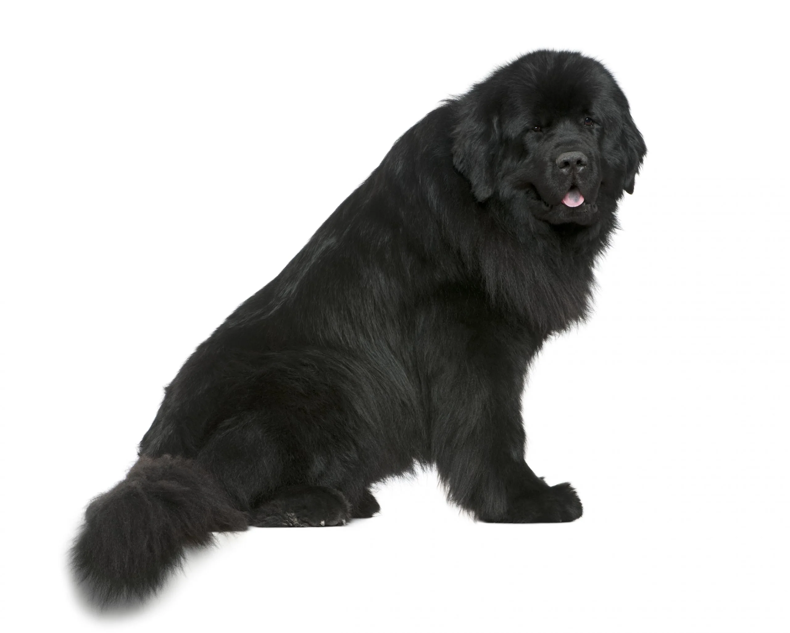 how much do newfoundlands weigh