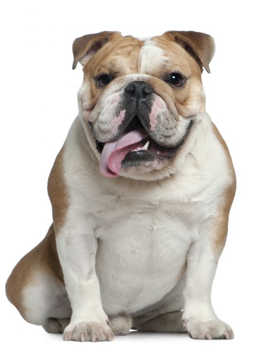 Bulldog panting because its excited