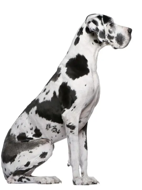 Great Dane Harlequin sitting in front of white background