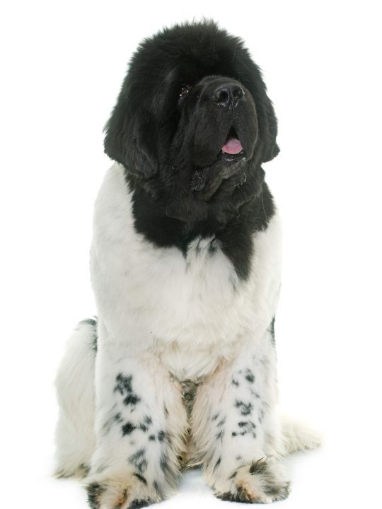 full grown adult landseer newfoundland dog