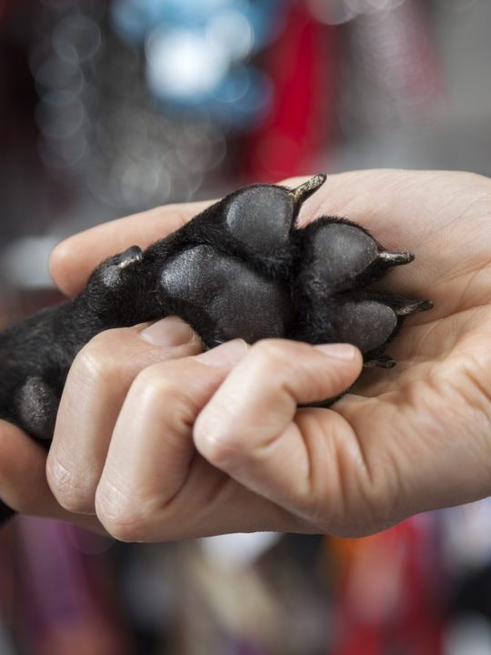 trimming black dog nails