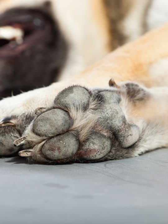 locating quick in black dog nails