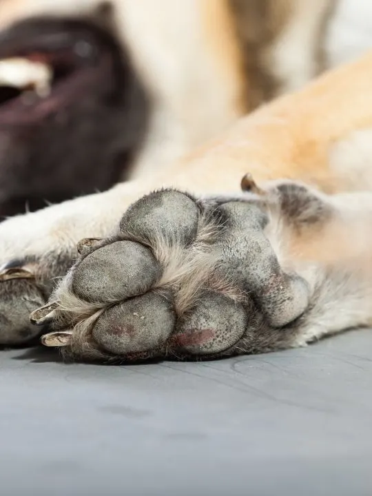 locating quick in black dog nails