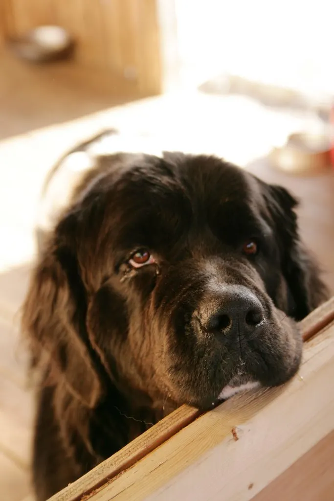 newfoundland dog with head on table