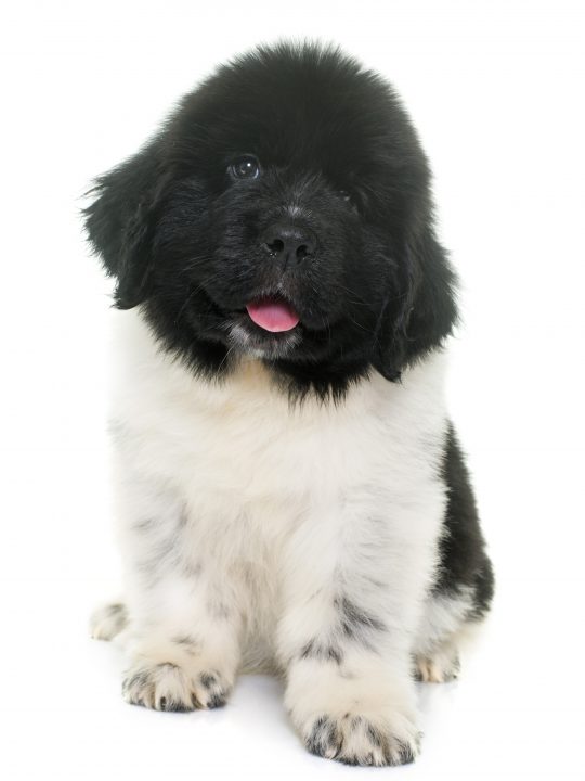 landseer newfoundland puppy