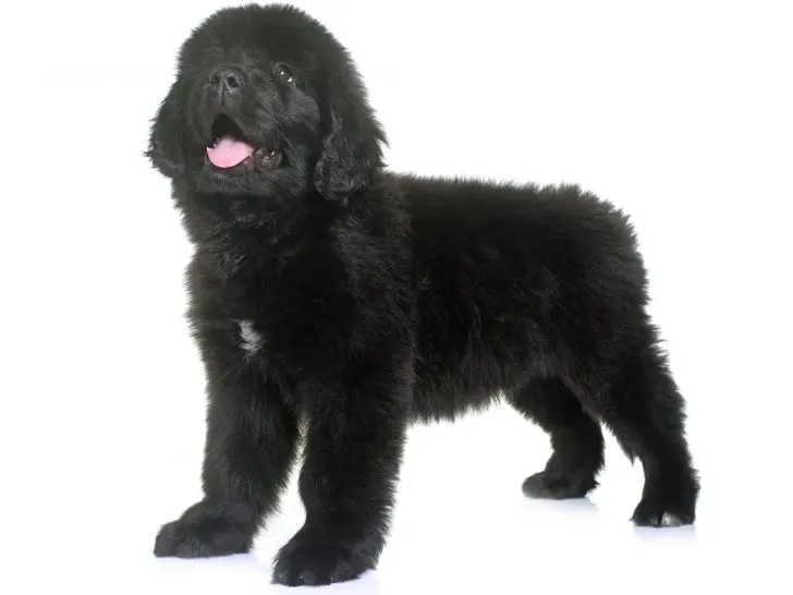 purebred 8 week old black newfie puppy standing