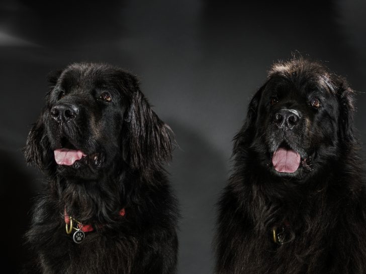 2 black Newfoundlands sitting next to each other