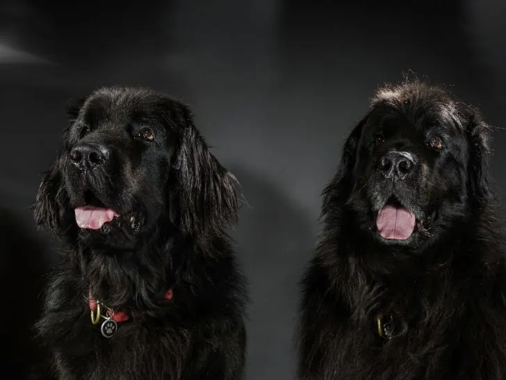 2 black Newfoundlands sitting next to each other