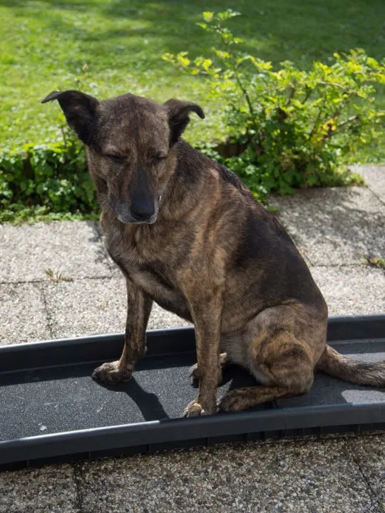 large dog sitting on car ramp