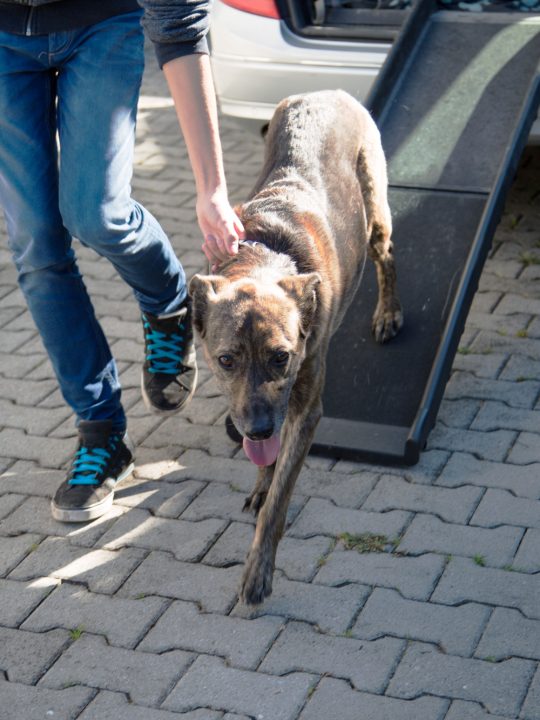 large dog walking down dog ramp