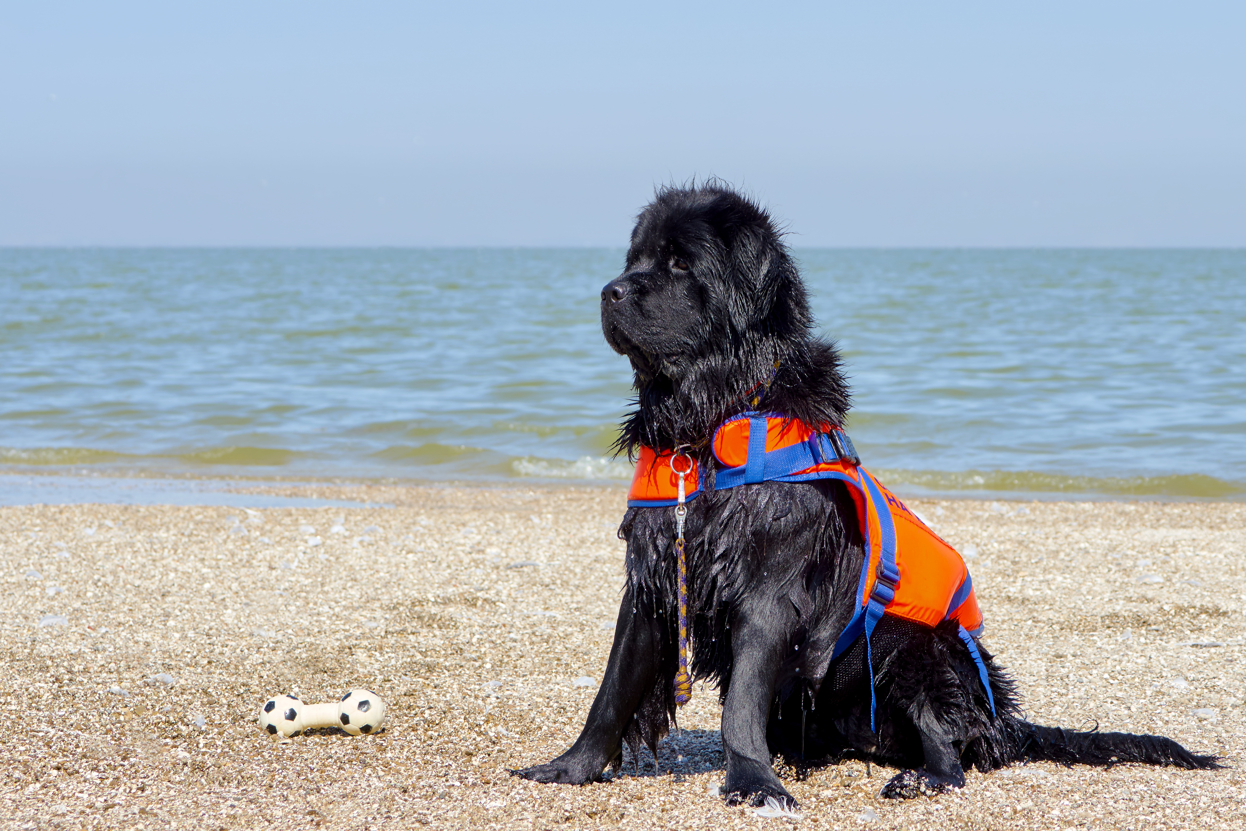 black newfoundland dog sitting on the beach