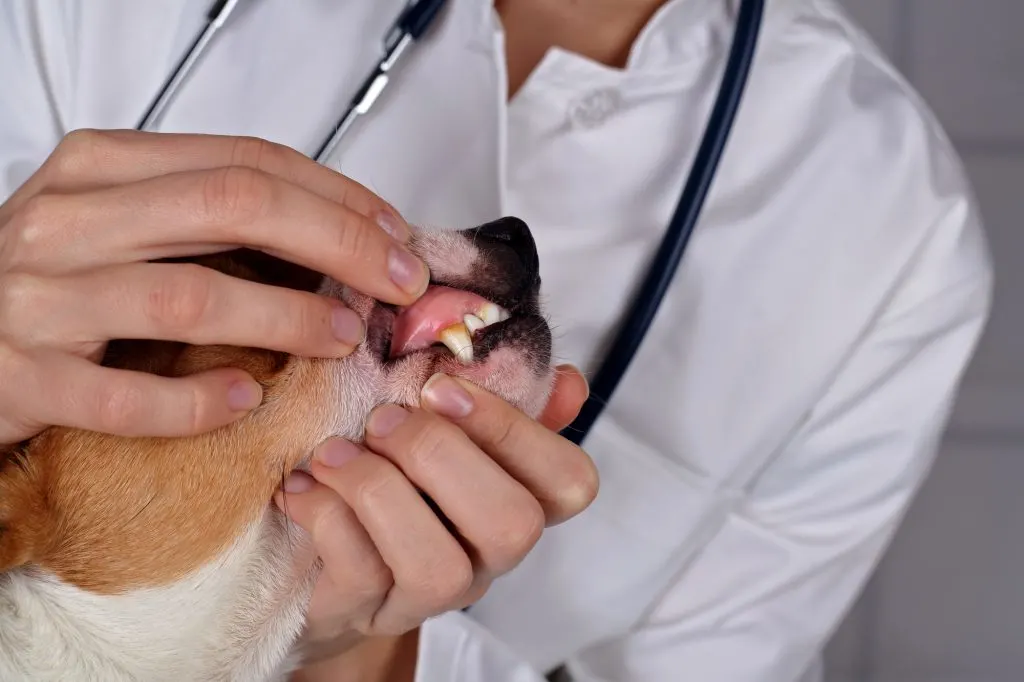 checking dog's gums