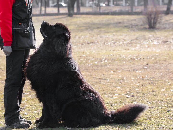 black newfoundland dog training