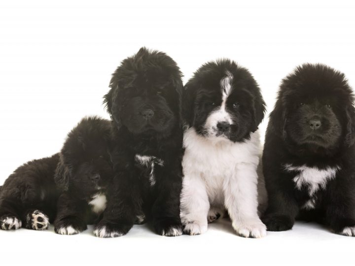 newfoundland puppies