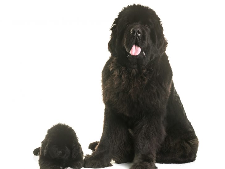 puppy and adult newfoundland dog