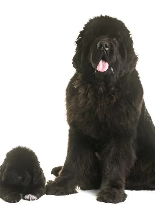 puppy and adult black newfoundland dog