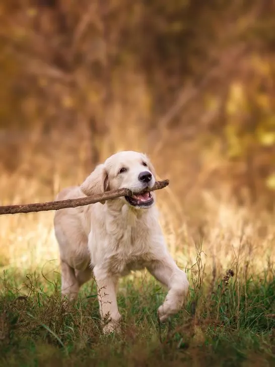 dog carrying big oak stick