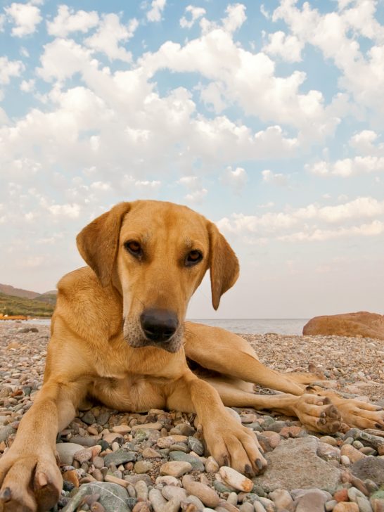 dog eating rocks