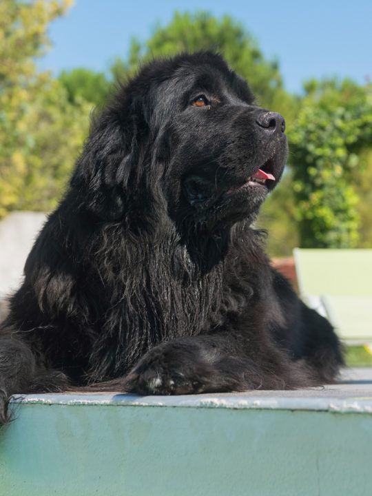 newfoundland dog in swimming pool