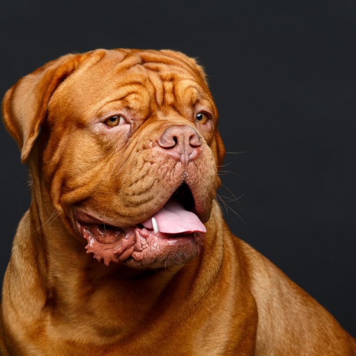 beautiful bordeaux dogue dog