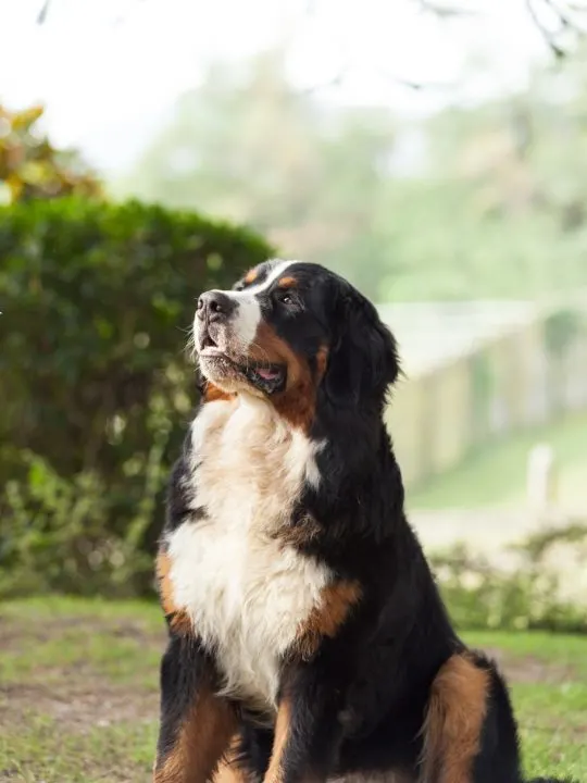 Bernese mountain dog