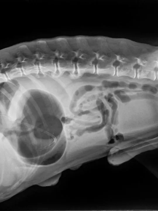 X ray of dog lateral view with Gastric dilatation volvulus