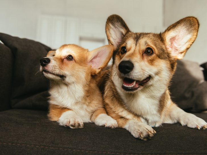 2 cute little dogs laying on couch