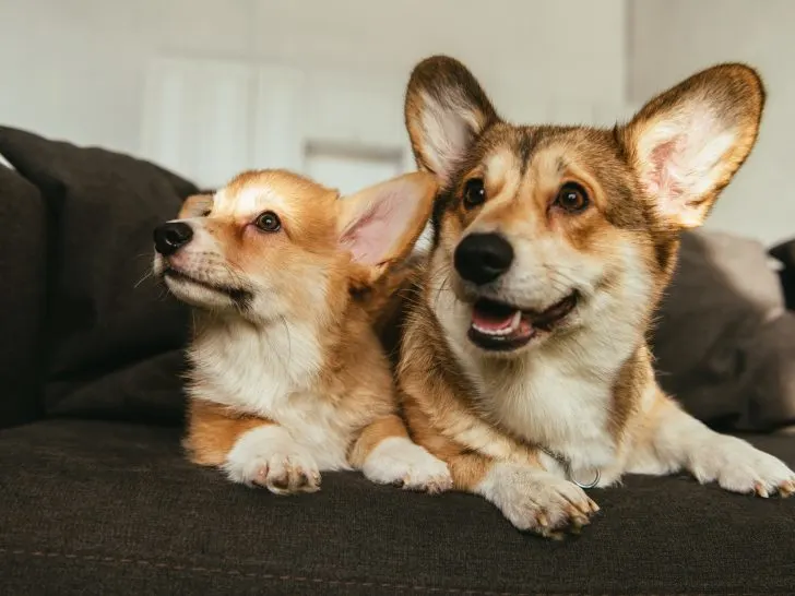 2 cute little dogs laying on couch