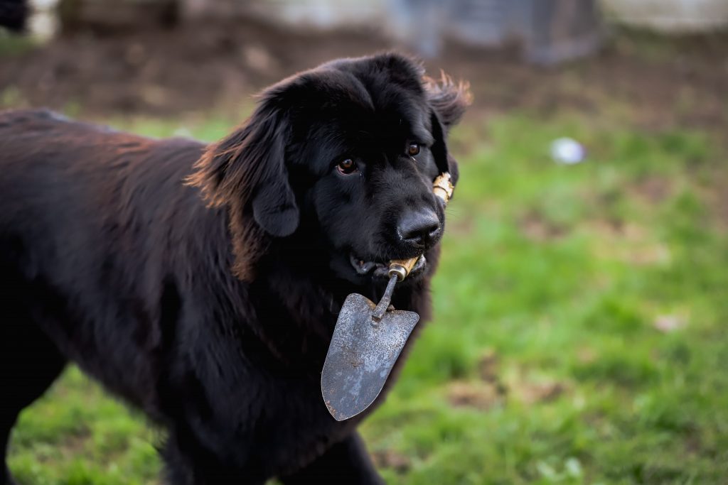 newfoundland dog carrying shovel