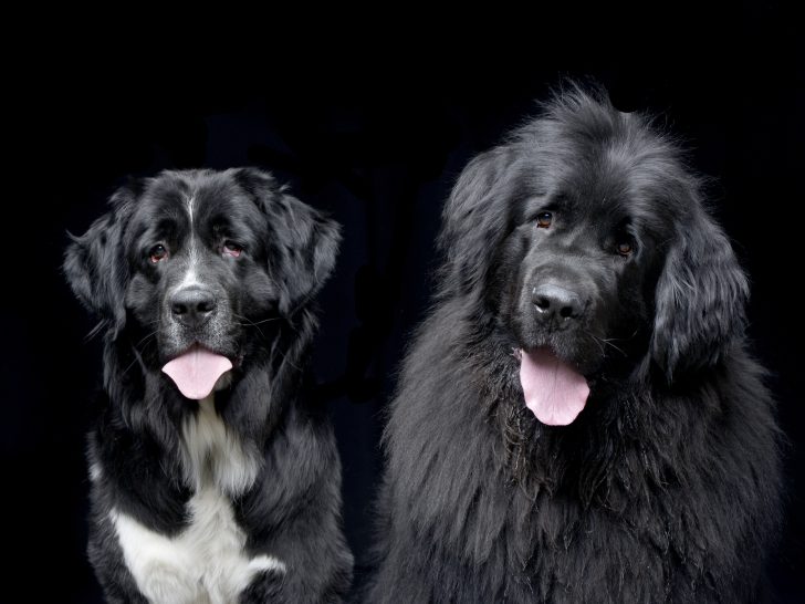 Should You Get A Second Newfoundland? Pros and Cons