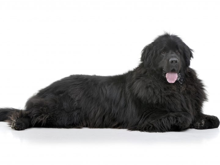 black newfoundland dog